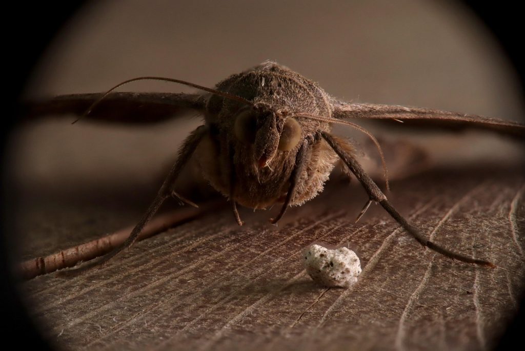Why "Disease" Is Trending in France Over Russian Plague Rumors